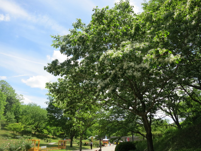 花フェスタ記念公園～世界のバラ園_e0233674_1736414.jpg