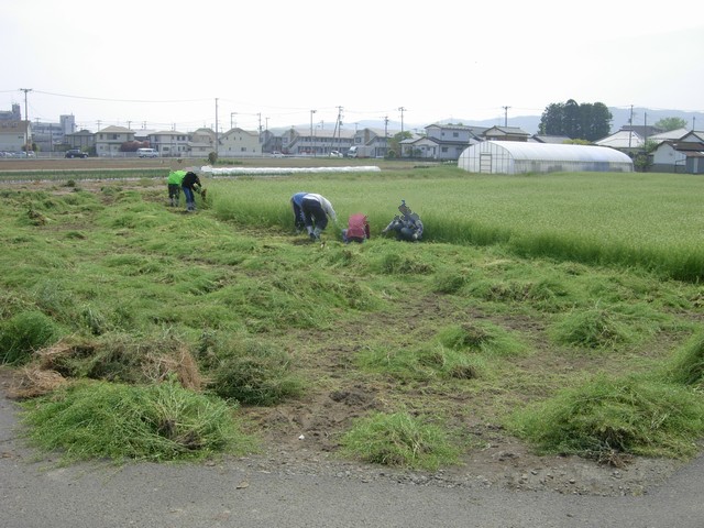 5/14 ソーシャルファーム柳生農地の除草作業_b0245781_1595013.jpg