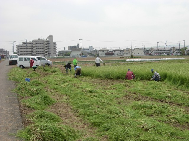 5/14 ソーシャルファーム柳生農地の除草作業_b0245781_1595176.jpg