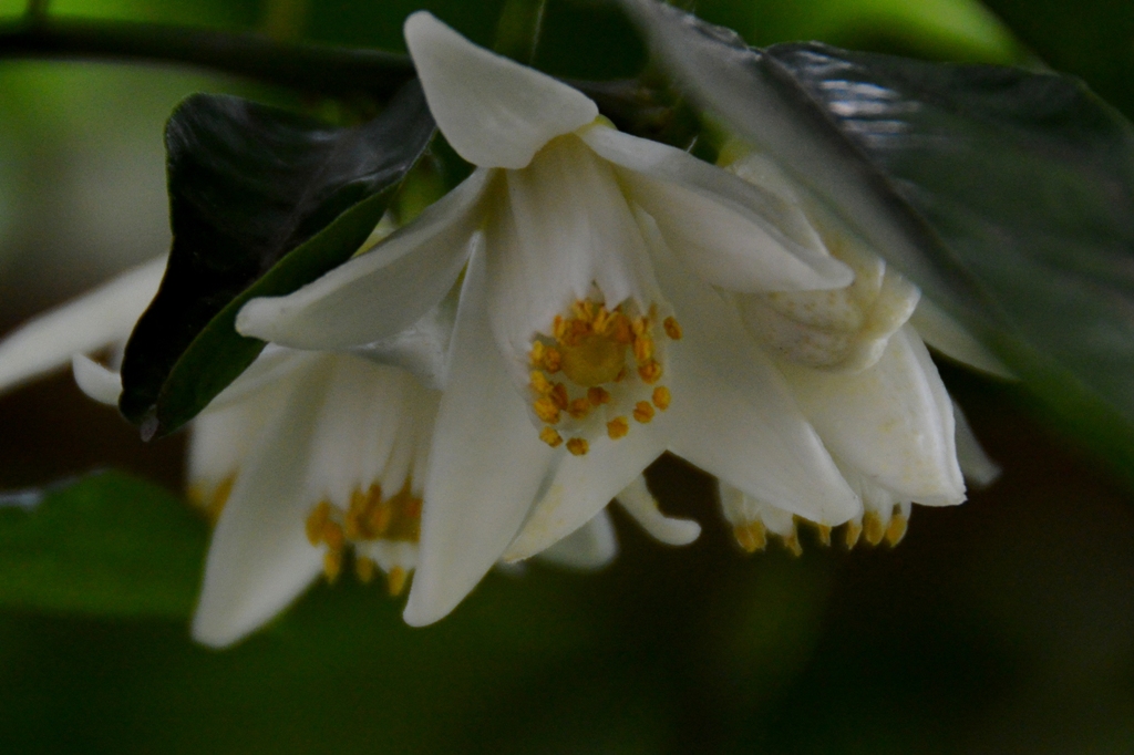 我が家にも春♪『柚子の花』_d0241981_2044099.jpg