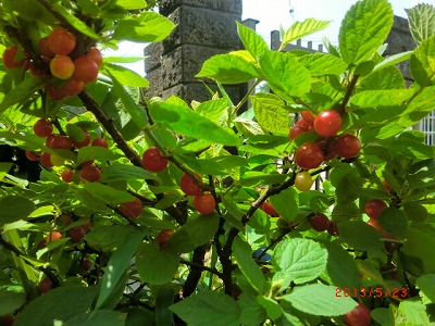 a0185783_1142951.jpg