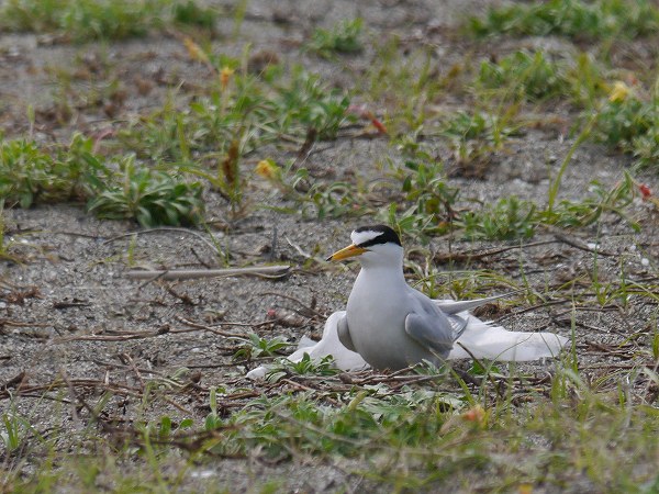 ハマヒルガオ、キョウジョシギ、コアジサシ、コチドリ 花と葉っぱ