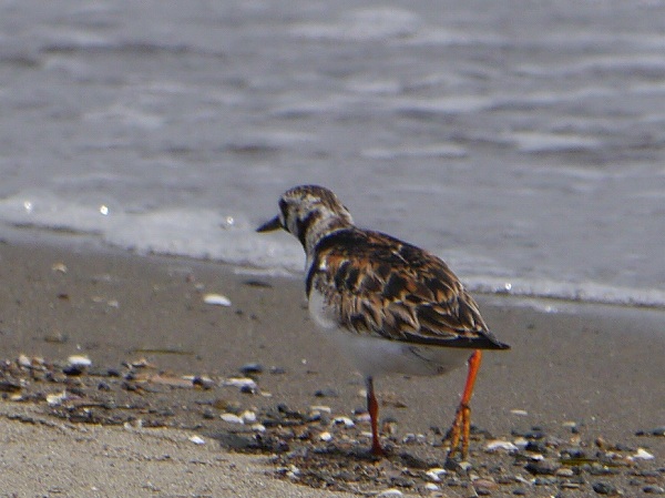 ハマヒルガオ、キョウジョシギ、コアジサシ、コチドリ 花と葉っぱ