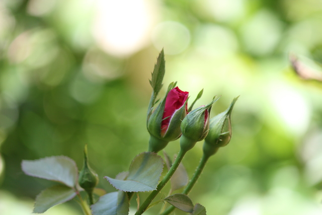 我が家の花　Ⅱ_e0275793_1145187.jpg