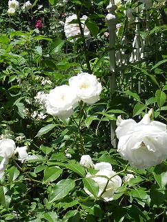 c0152002_11583619.jpg