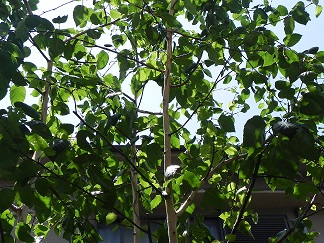 c0152002_1233412.jpg