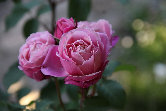 a0123003_827624.jpg