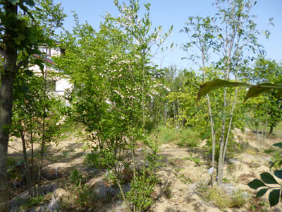 d0168406_843052.jpg