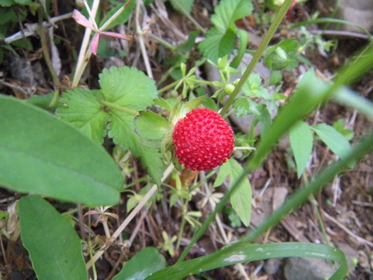 *お散歩道の野の花* 　２０１３ 春夏編_f0057509_1316557.jpg