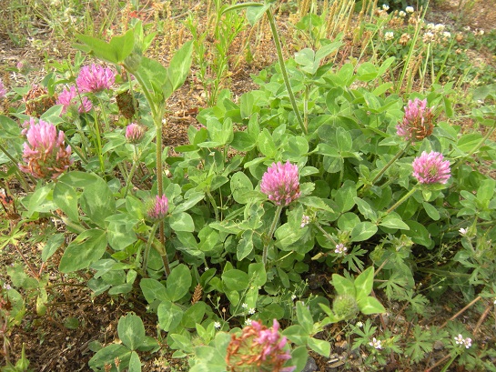 *お散歩道の野の花* 　２０１３ 春夏編_f0057509_13251438.jpg