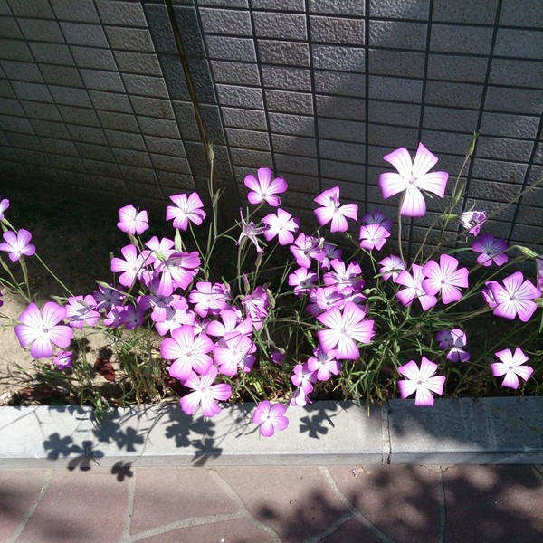 シンプル_e0239118_1033394.jpg