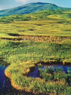 ＝The Nature＝_f0126121_851564.jpg