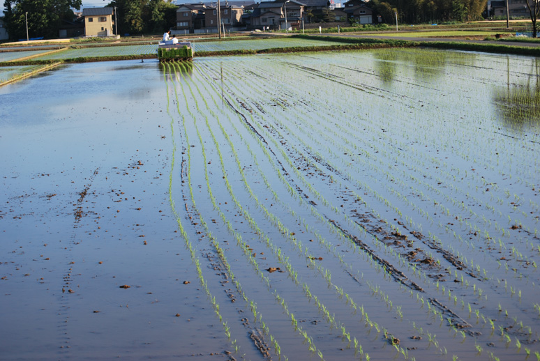 大丈夫米 御田植祭_f0067122_15543619.jpg
