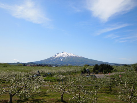 りんごの花と岩木山20130524:弘前市りんご公園_b0147224_2132181.jpg