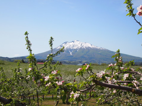 りんごの花と岩木山20130524:弘前市りんご公園_b0147224_2141789.jpg