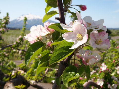 りんごの花と岩木山20130524:弘前市りんご公園_b0147224_2145211.jpg