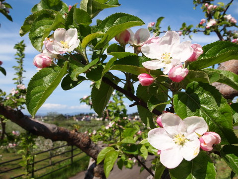 りんごの花と岩木山20130524:弘前市りんご公園_b0147224_2163834.jpg