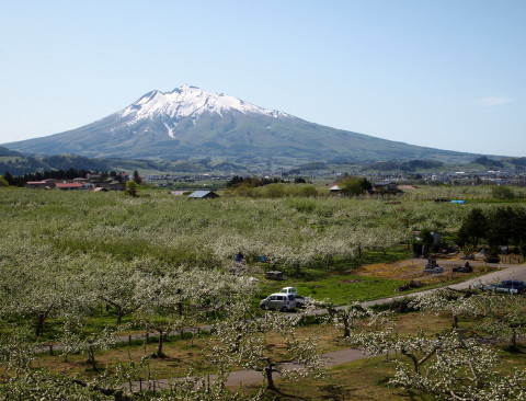 りんごの花と岩木山20130524:弘前市りんご公園_b0147224_217314.jpg