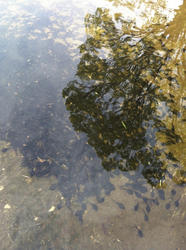 公園へ行こう。_c0241437_2145387.jpg