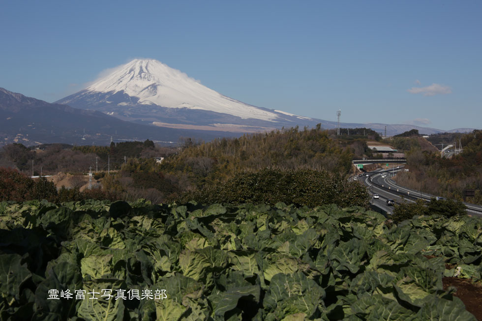 Cabbagetと富士山_d0294539_813339.jpg