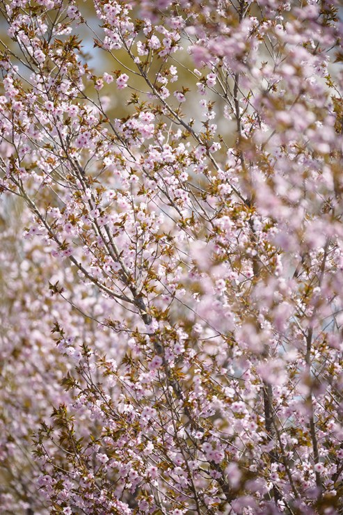 秩父 深山の花園 ~八重桜~_f0222161_945159.jpg