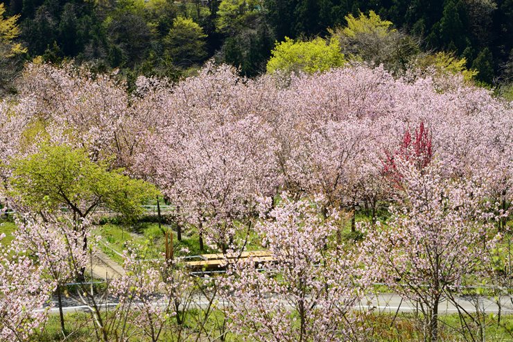 秩父 深山の花園 ~八重桜~_f0222161_945267.jpg