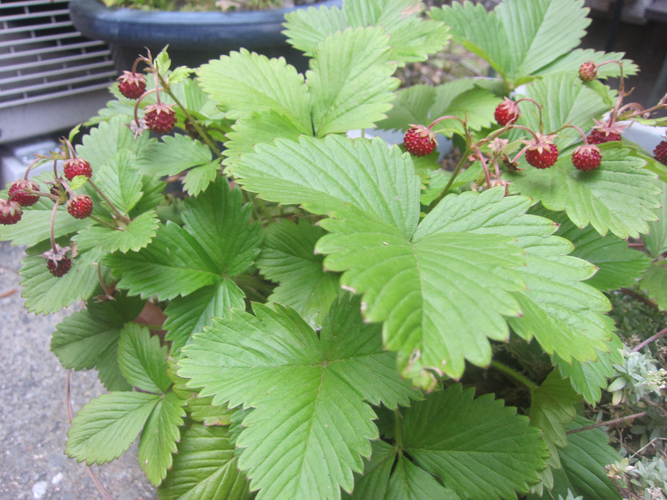 夏野菜_b0219170_16384223.jpg