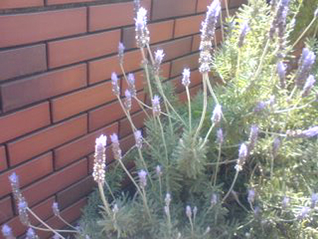 e0115872_20535546.jpg