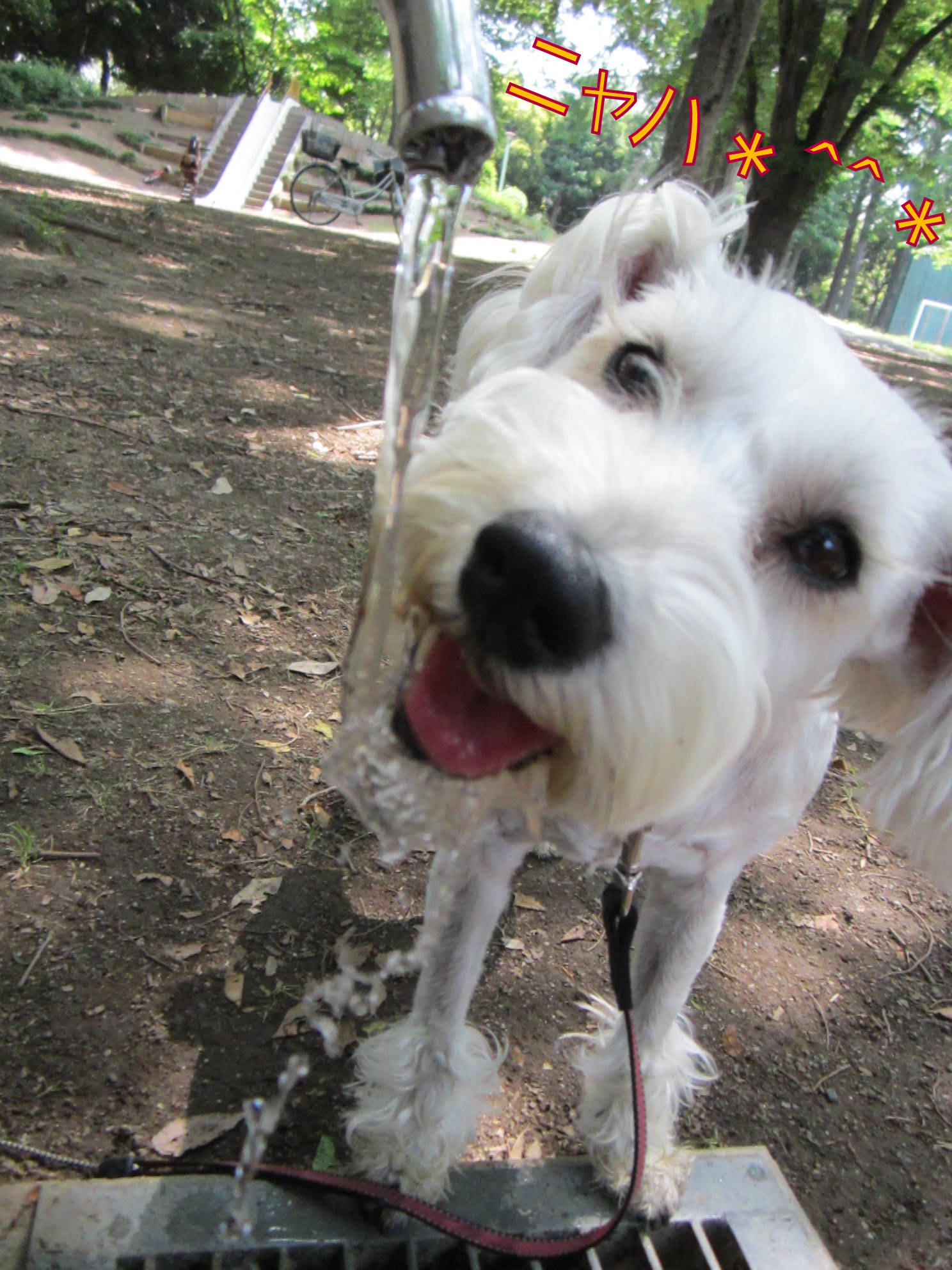 カメラ目線で水を飲む犬♪_d0264176_2092091.jpg