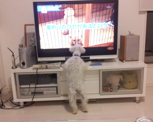 動物って、テレビをどう思っているのでしょうね。_c0245679_2155910.jpg