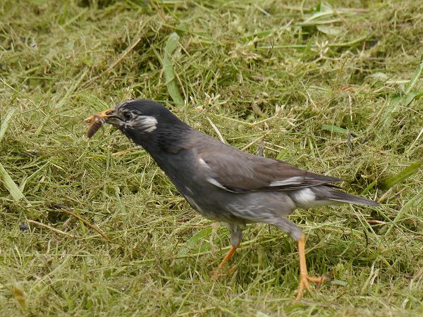 センダン、キアシドクガ、ムクドリ餌食_d0088184_2112549.jpg