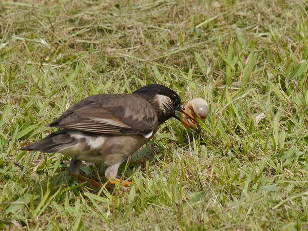 センダン、キアシドクガ、ムクドリ餌食_d0088184_2116225.jpg