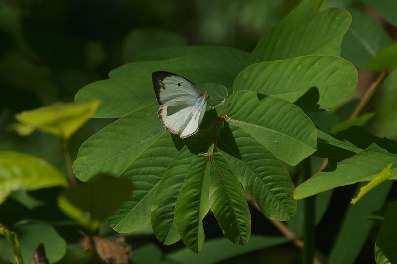 （３０）ムル公園入口の管理所辺りで見たチョウたち（その１）_b0108186_20324227.jpg