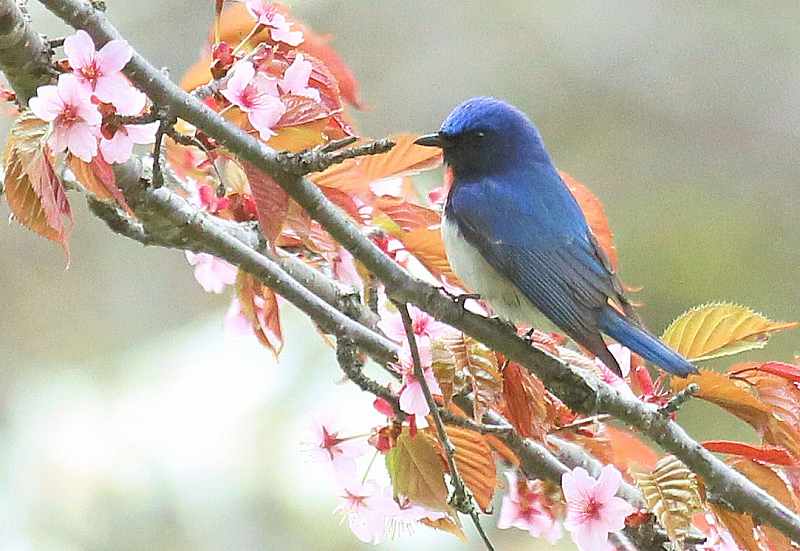 今日の鳥　　２０１３年５月２４日（金曜日）_e0197786_16413862.jpg