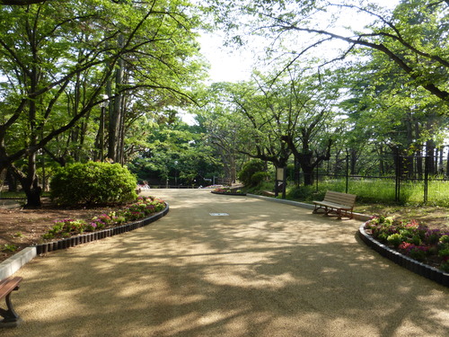 薔薇が綺麗！須和田公園_c0223591_18154113.jpg