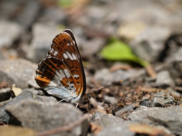 b0194593_15572166.jpg