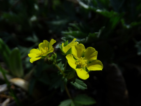 花情報_e0120896_6333667.jpg