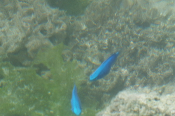 d0080998_2235160.jpg