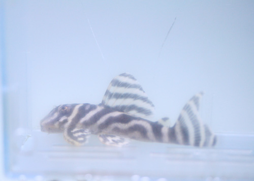 ブリチャージ ビーボックスアクアリウム 熱帯魚情報