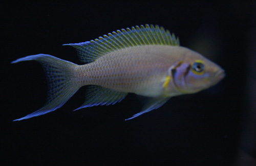ブリチャージ ビーボックスアクアリウム 熱帯魚情報