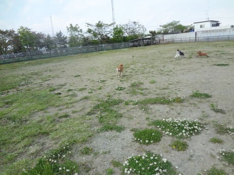 柴親子+ハスキーでドッグラン～ラン～と～ついでの話_e0292102_1945224.jpg