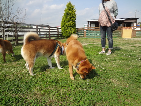 柴親子+ハスキーでドッグラン～ラン～と～ついでの話_e0292102_1949138.jpg