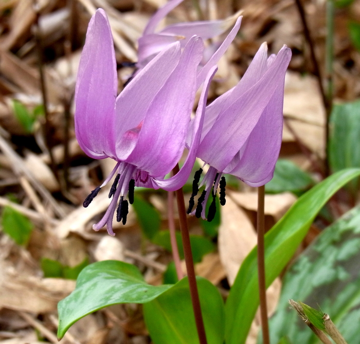 蒜山のカタクリ_c0197004_0534928.jpg