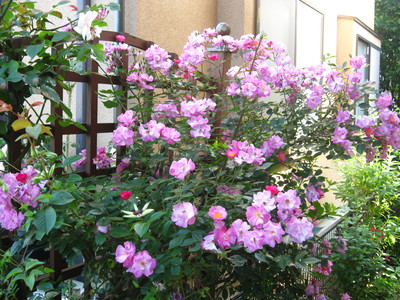 a0141408_23253052.jpg