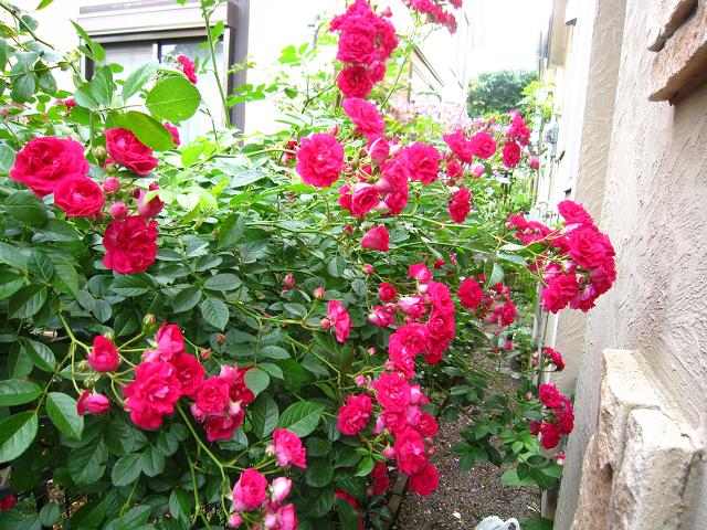 a0141408_23261398.jpg
