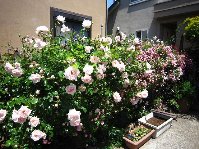 a0141408_23262381.jpg