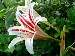 Hippeastrum harrisonii_b0099813_0484659.jpg