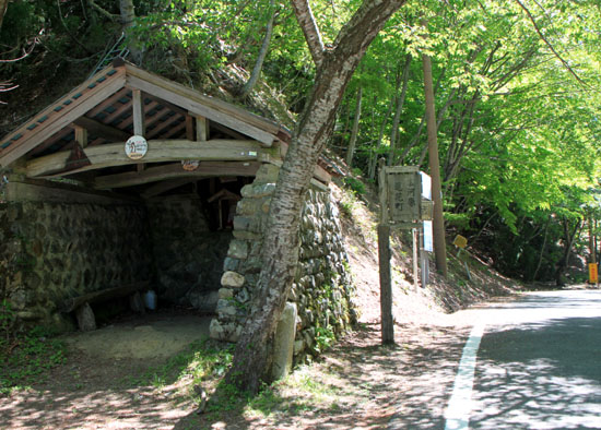 佐々里峠のブナと芦生杉_e0048413_20483893.jpg