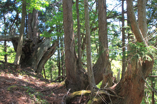 佐々里峠のブナと芦生杉_e0048413_20561846.jpg