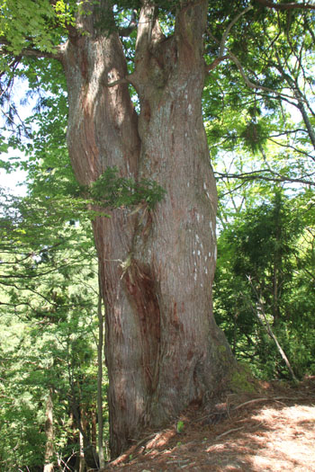 佐々里峠のブナと芦生杉_e0048413_20563059.jpg